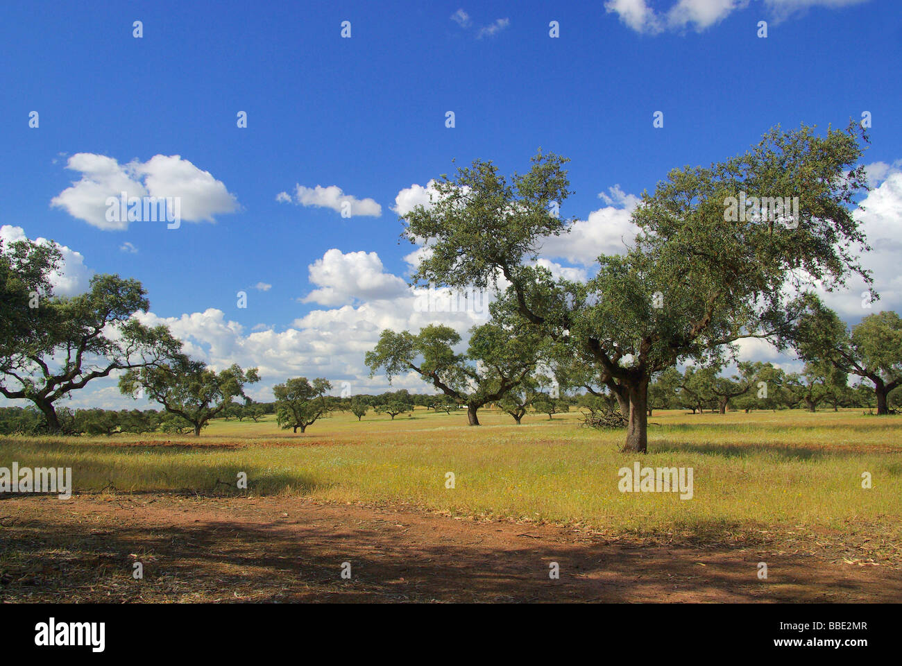 Dehesa 26 Foto Stock