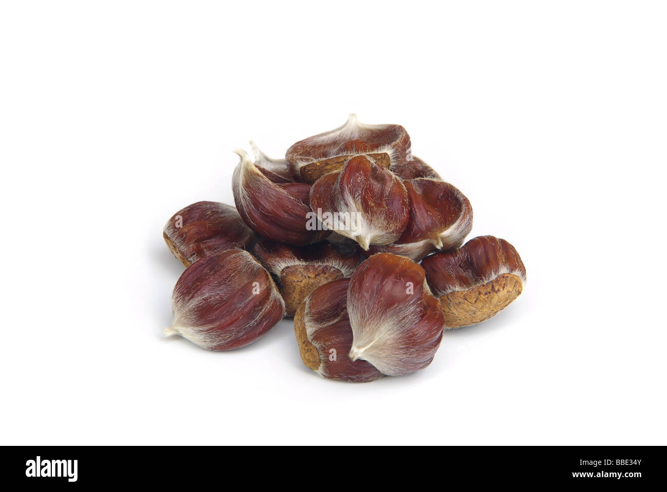Esskastanie sweet chestnut 01 Foto Stock