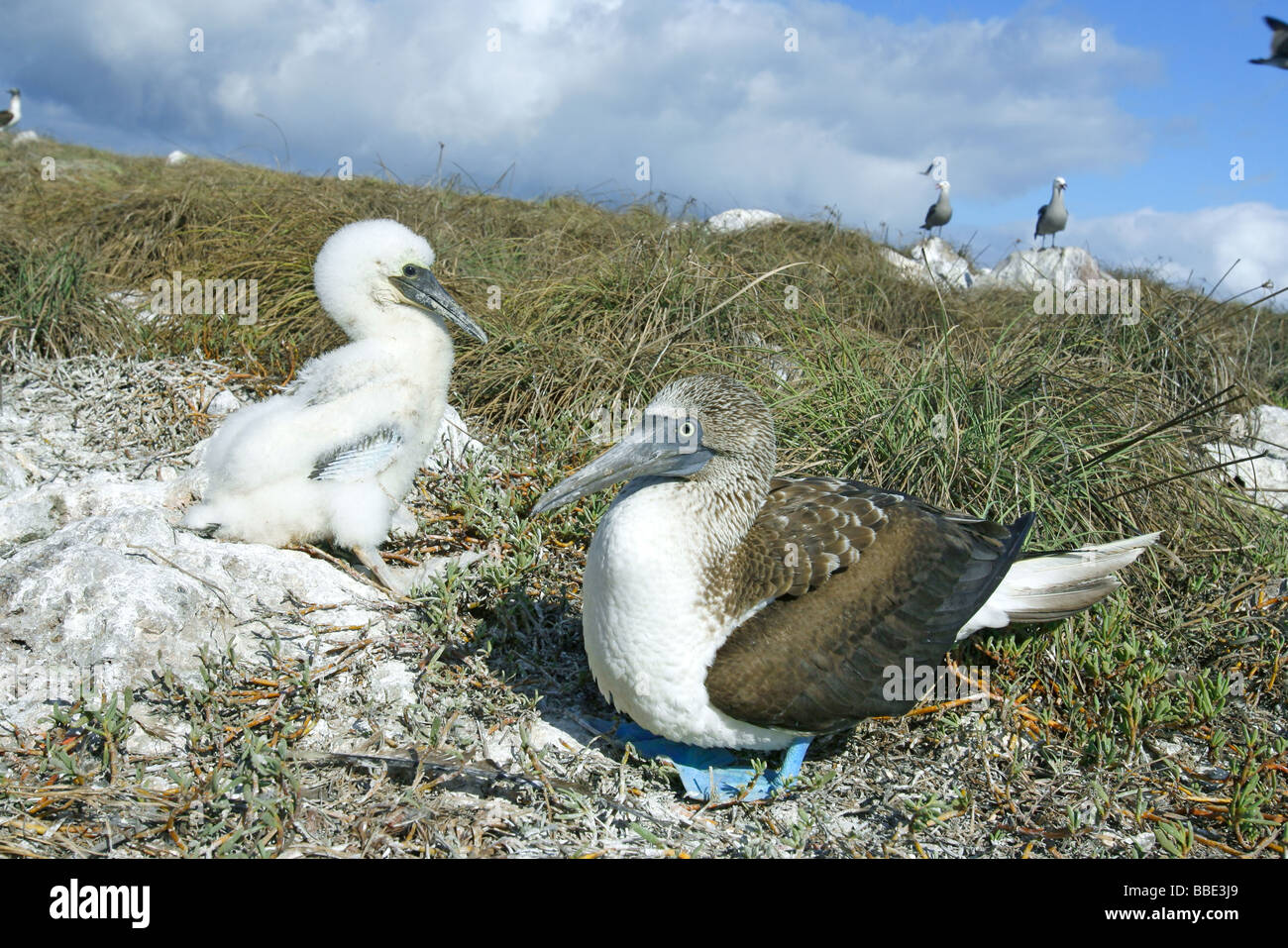 Blu-footed Booby Foto Stock