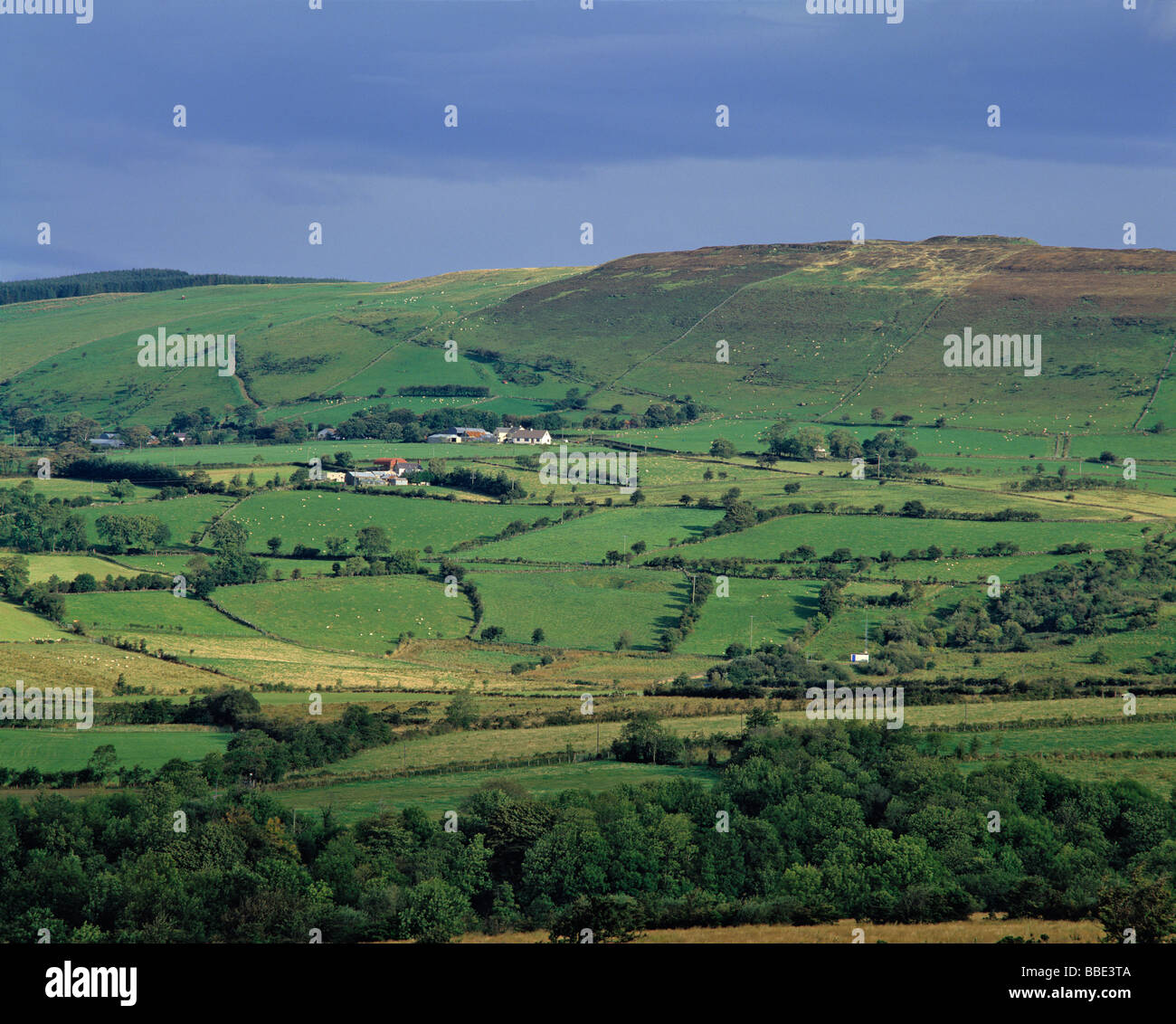 Alberi dividono terreni coltivati in patchwork come trapunte in Co. Coleraine, Irlanda del Nord. Foto Stock