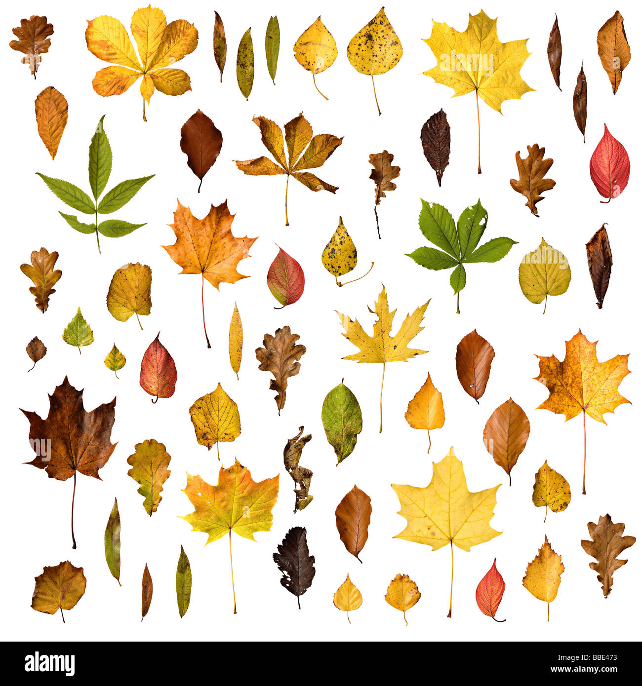 Una raccolta di foglie di autunno Foto Stock