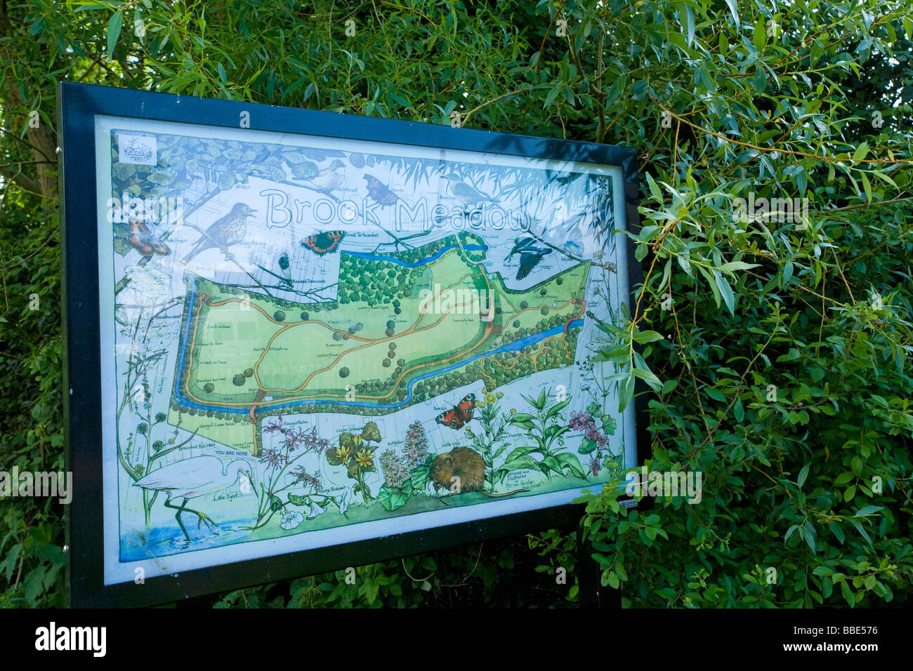 Colorata mappa turistica (creato da un artista locale) di Brook Meadow Riserva Naturale, Peschici, Hampshire, Regno Unito Foto Stock