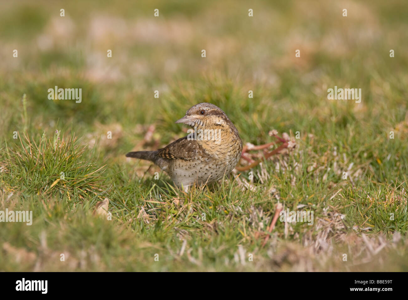 La migrazione di spasmodico Jynx torquilla avanzamento sul terreno in hotel giardini, Nabq Bay, Egitto. Foto Stock