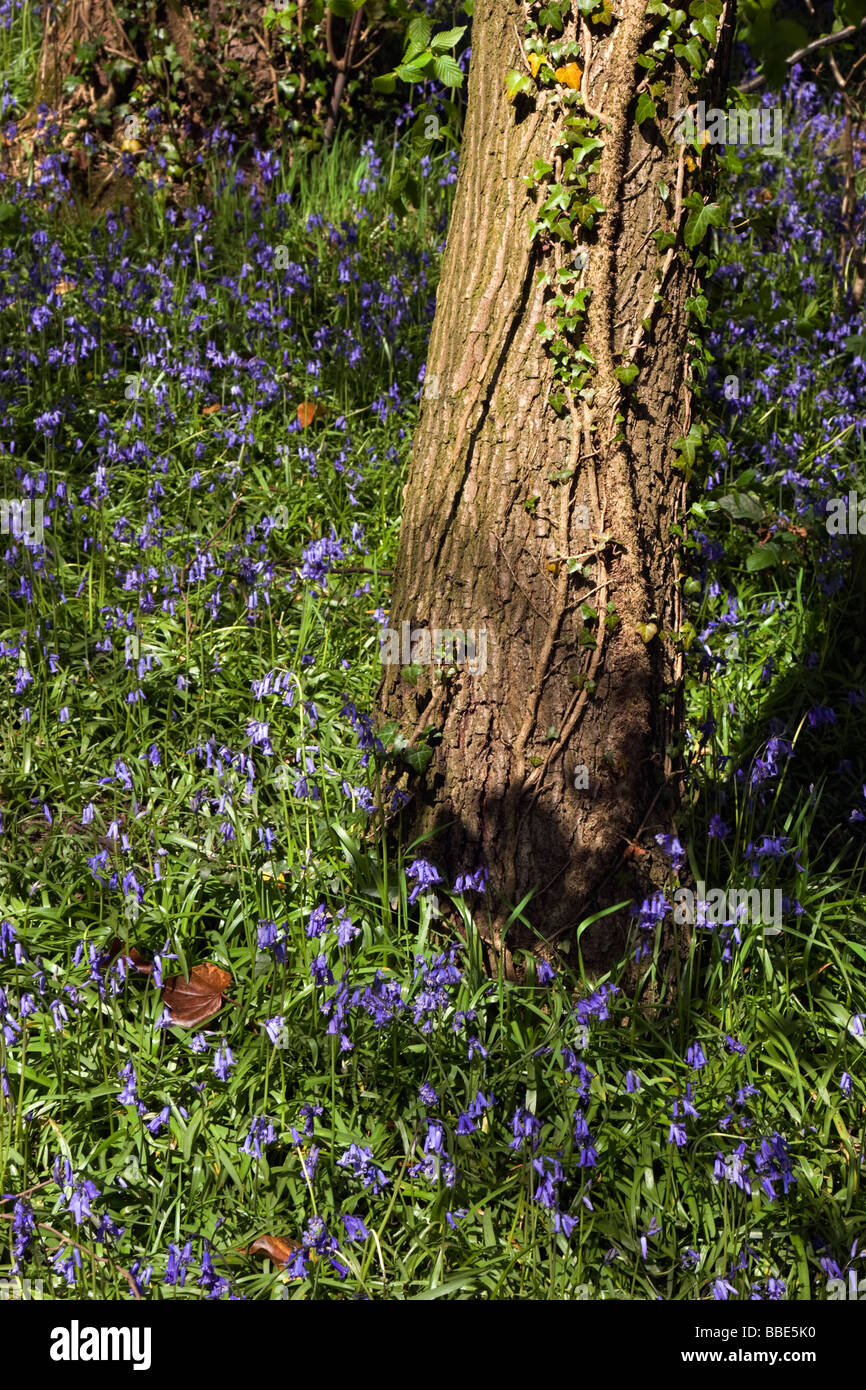 In Bluebells Yarrow Valley Country Park Chorley Foto Stock