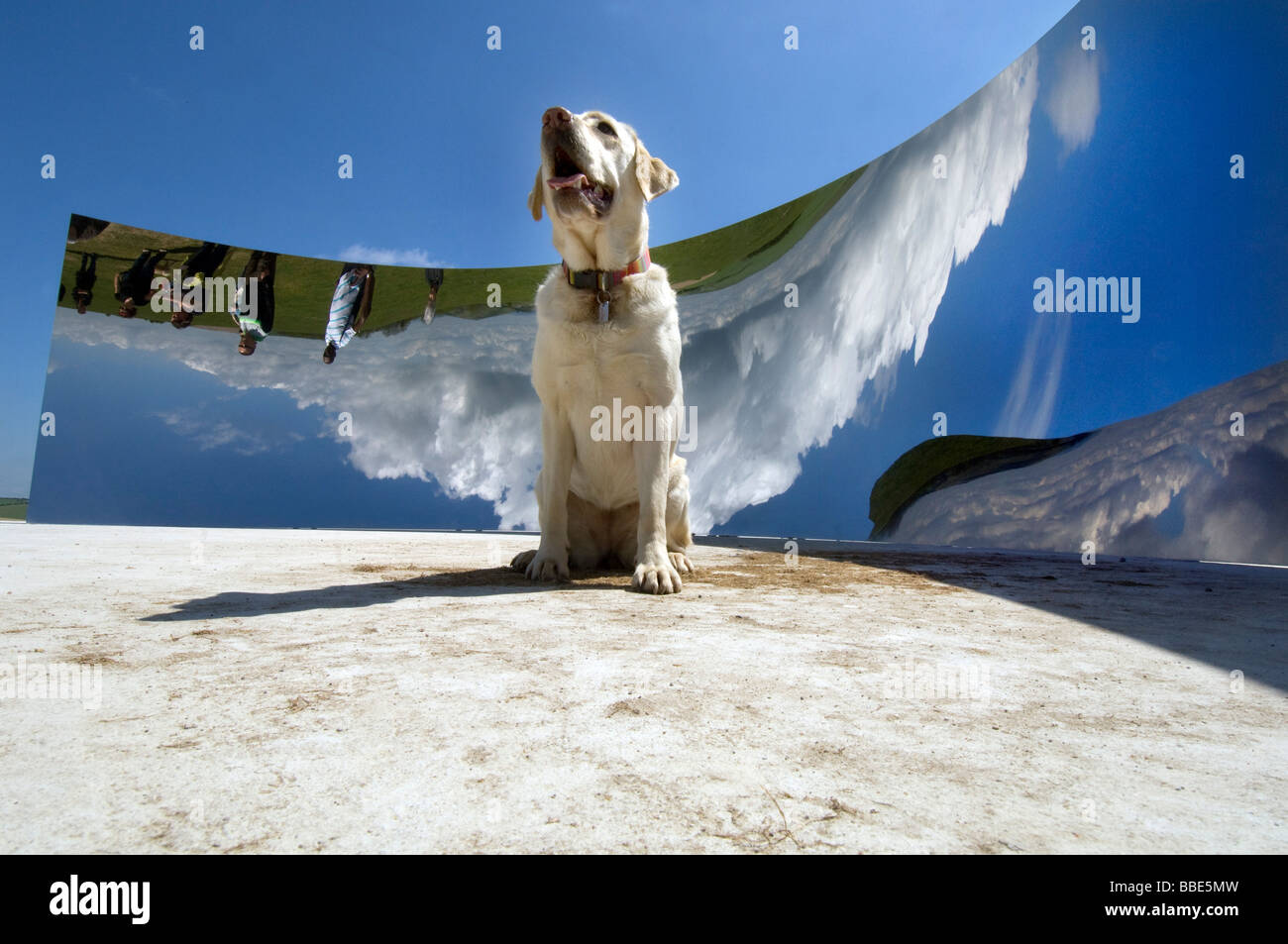 Un cane si riflette nella scultura curva C dello scultore Anish Kapoor sulla South Downs vicino Clayton per il 2009 al Festival di Brighton Foto Stock