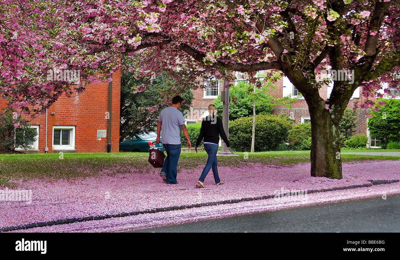 Un paio di passeggiare sui petali di rosa. Foto Stock