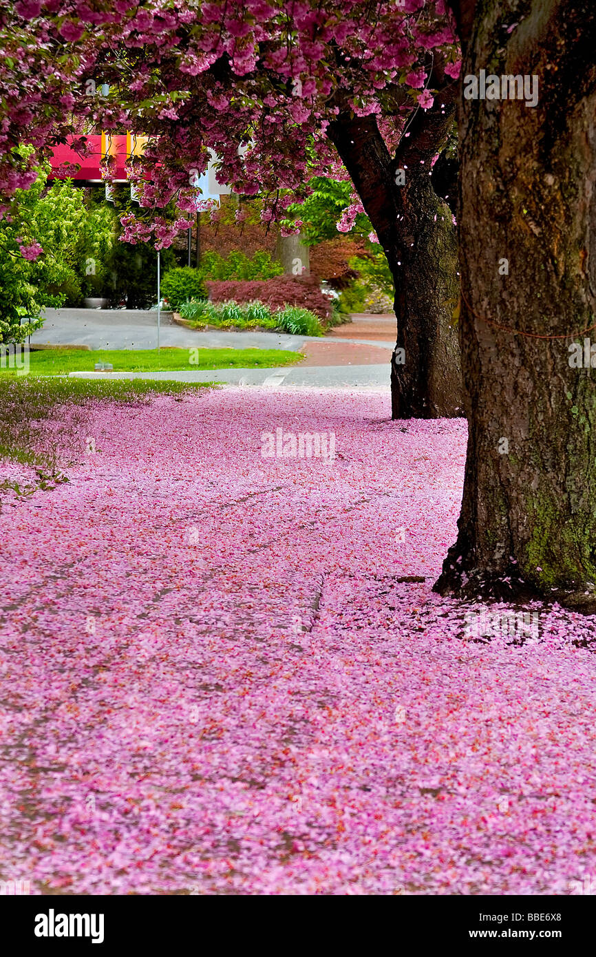 Molle di fiori di ciliegio. Foto Stock