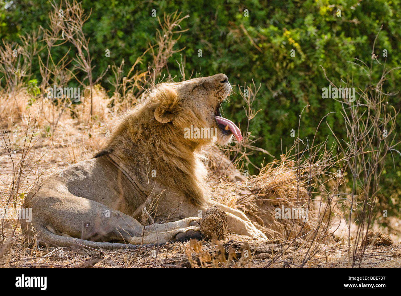 Maschio di leone Panthera leo SAMBURU RISERVA NAZIONALE DEL KENYA Africa orientale Foto Stock