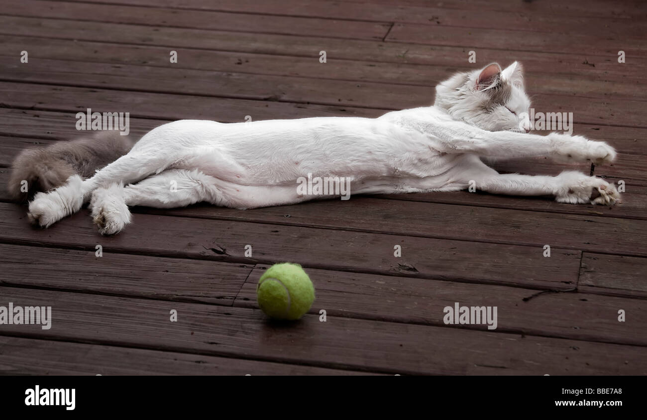 Il sig. Bella a riposo. Foto Stock