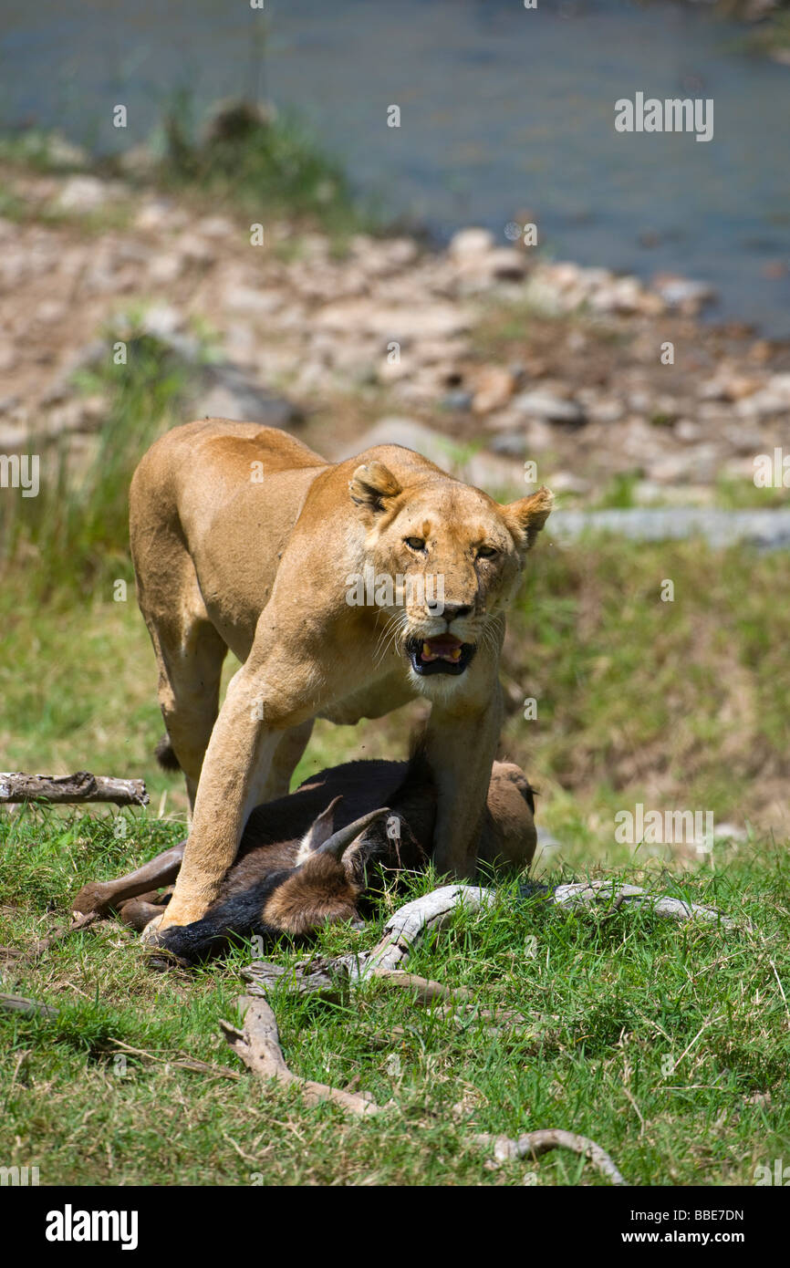 Leonessa (Panthera leo) con la preda, Blu Gnu (Connochaetes taurinus), il Masai Mara riserva nazionale, Kenya, Africa orientale Foto Stock