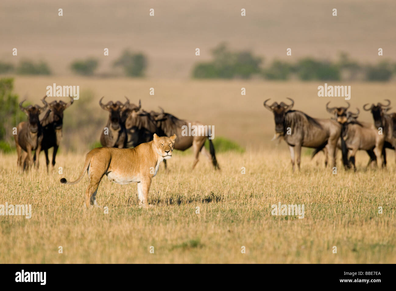 Allevamento di blu (Wildebeests Connochaetes taurinus) e una leonessa (Panthera leo), il Masai Mara riserva nazionale, Kenya, Africa orientale Foto Stock