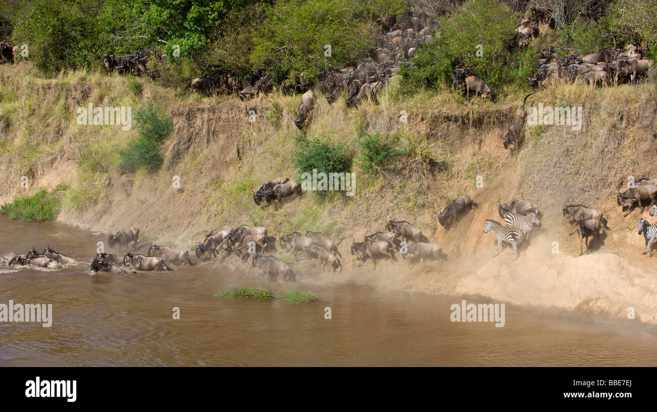 Blu (Wildebeests Connochaetes taurinus) Attraversamento fiume di Mara, il Masai Mara riserva nazionale, Kenya, Africa orientale Foto Stock