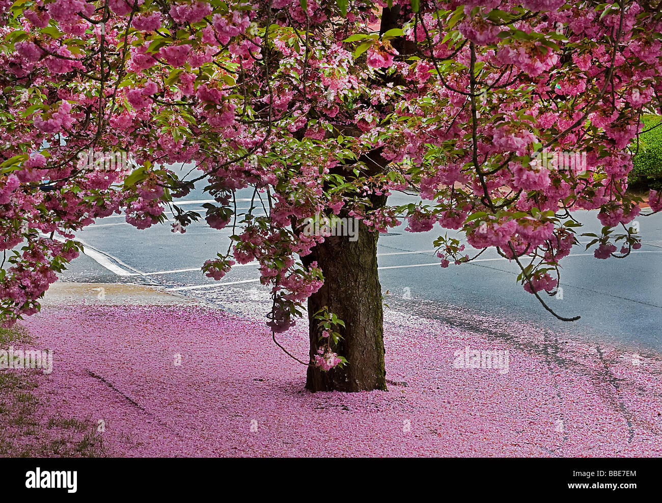 Ciliegio facendo cadere i suoi petali di rosa. Foto Stock
