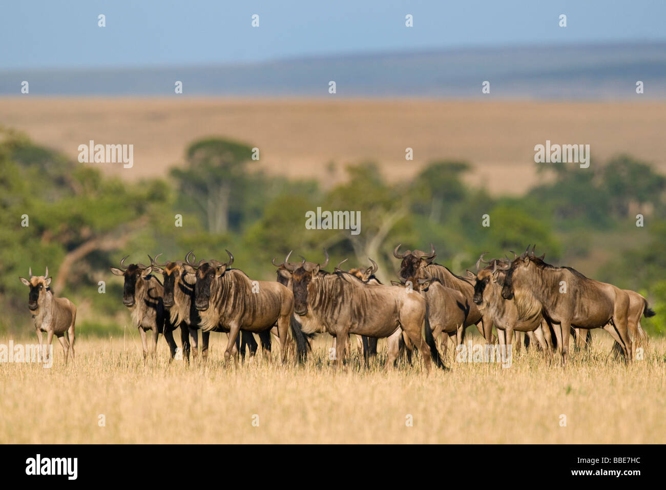 Allevamento di blu (Wildebeests Connochaetes taurinus), il Masai Mara riserva nazionale, Kenya, Africa orientale Foto Stock