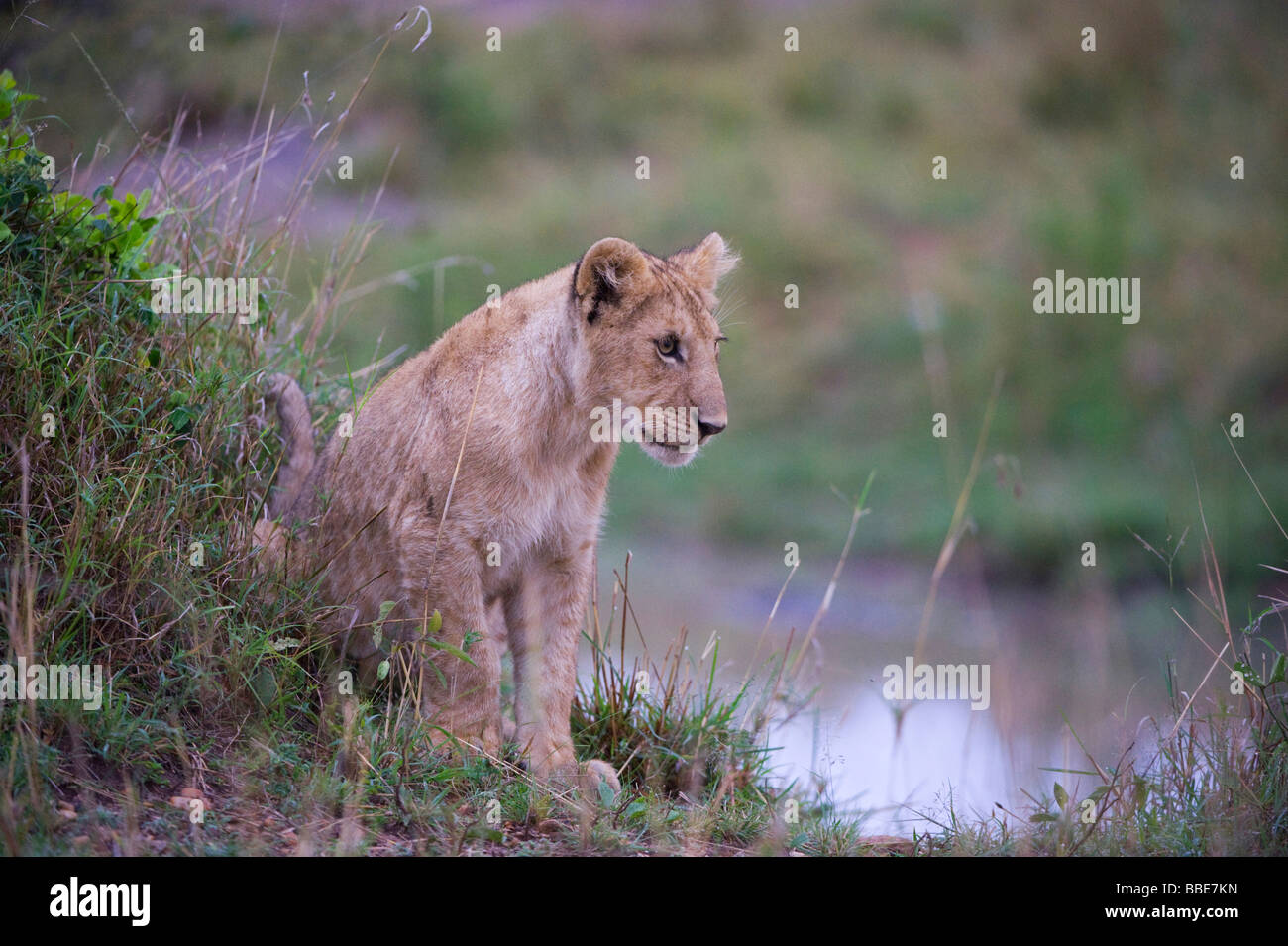 Lion (Panthera leo), cub, il Masai Mara riserva nazionale, Kenya, Africa orientale Foto Stock