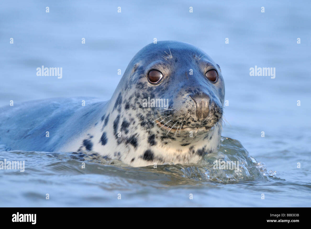 Guarnizione grigio (Halichoerus grypus), ritratto Foto Stock