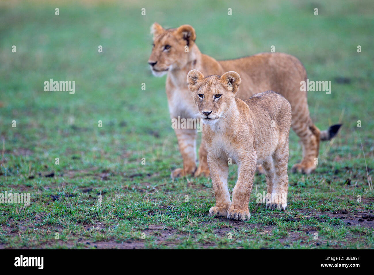 I Lions (Panthera leo), cubs, il Masai Mara riserva nazionale, Kenya, Africa orientale Foto Stock