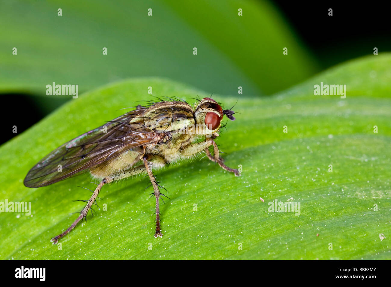Sterco giallo Fly (Scatophaga stercoraria), femmina Foto Stock