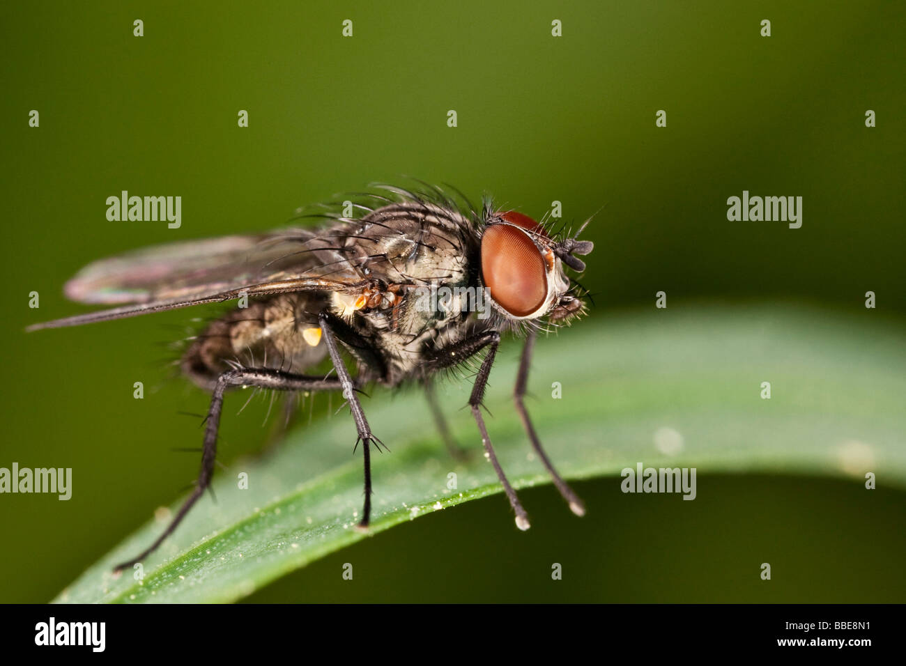 Comune (Housefly Musca domestica) Foto Stock
