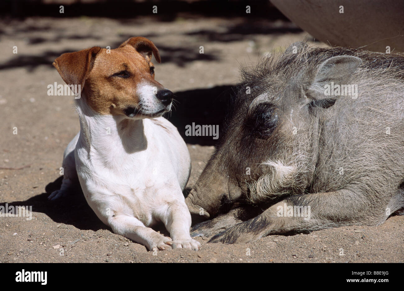 Jack Russell, amici con un Warthog (Phacochoerus africanus), Namibia, Africa Foto Stock