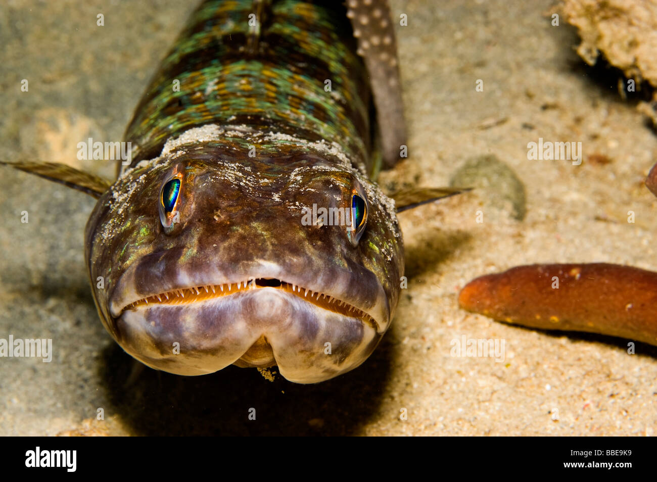 Sabbia Diver (Lizardfish Synodus intermedius) colpo alla testa Foto Stock