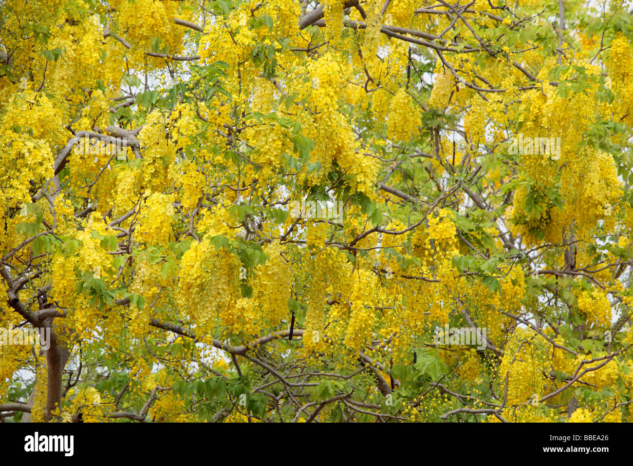 Fiori di Golden Shower Tree fiorisce in estate Foto Stock
