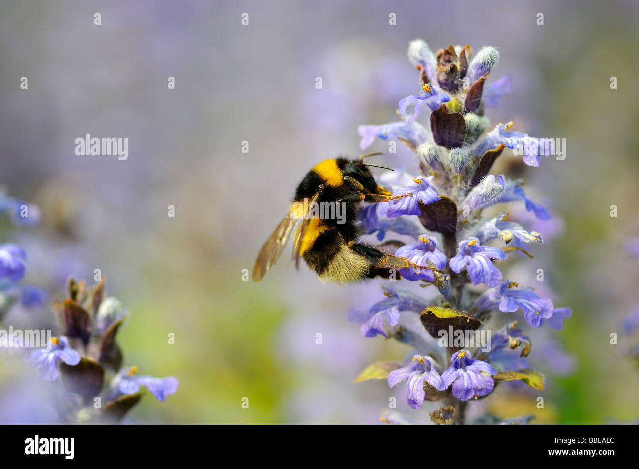 Terra di grandi dimensioni Bumblebee (Bombus terrestris) impollinare un comune Bugle (Ajuga reptans) Foto Stock