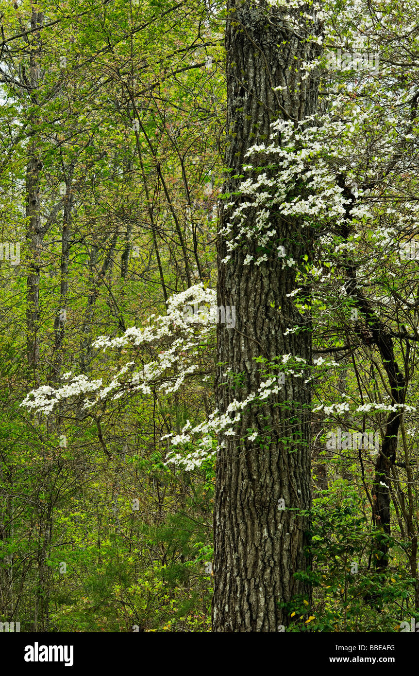 Dettaglio della Foresta di primavera con fioritura Sanguinello in grande sud Forcella National Recreation Area Kentucky Foto Stock