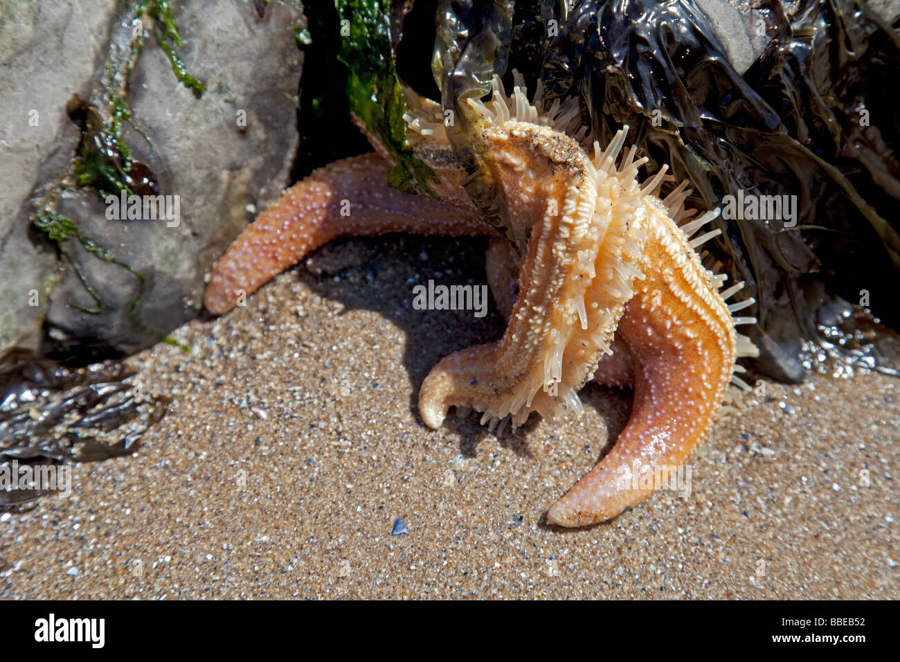 Starfish comune Asterias rubens piedi di tubo di ribaltamento Oxwich Bay Gower South Wales UK Foto Stock