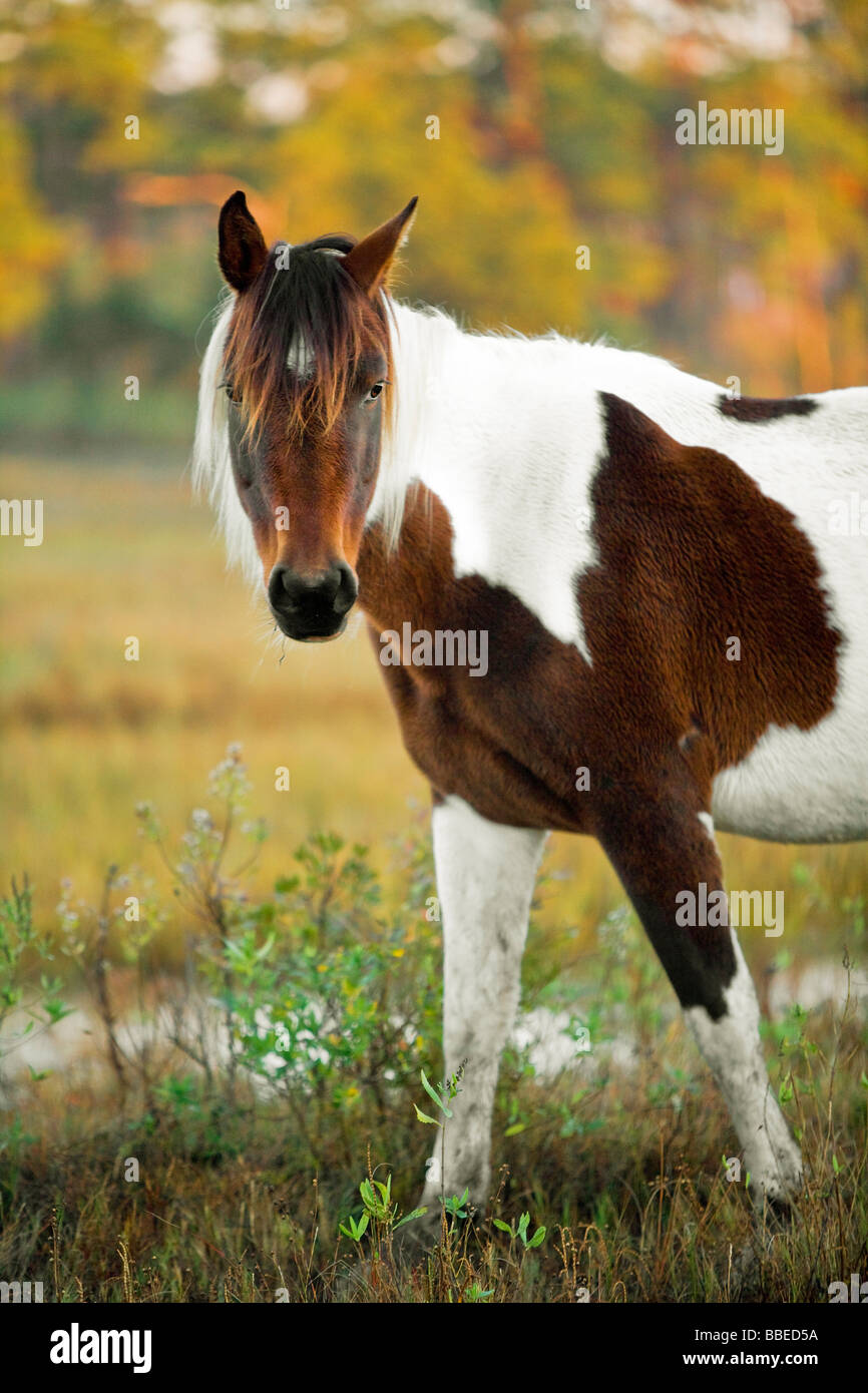 Ritratto di cavallo selvaggio a sunrise in Chincoteague Bay, Chincoteague, Virginia, Stati Uniti d'America Foto Stock