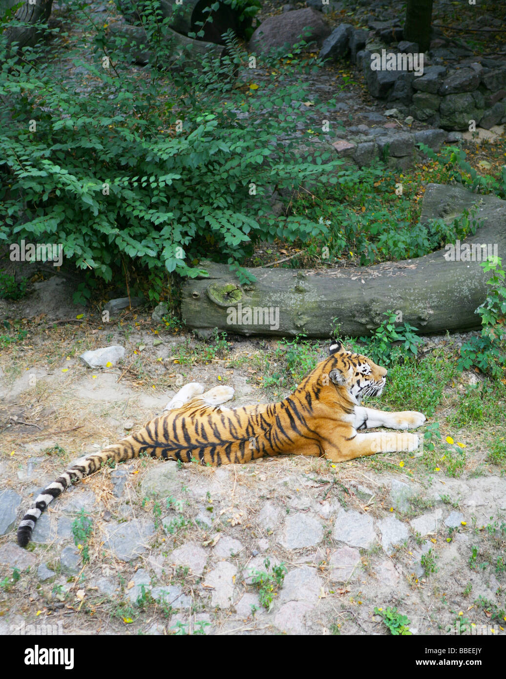 Tigre selvaggia Foto Stock