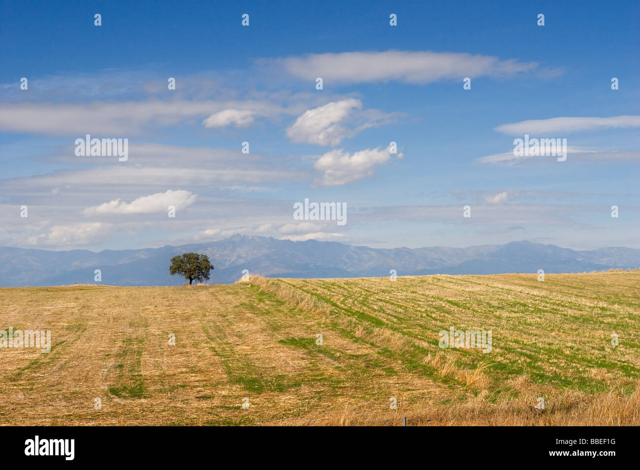 Lone Tree sulla collina di colore giallo con blue mountain e sfondo cielo Spagna Foto Stock