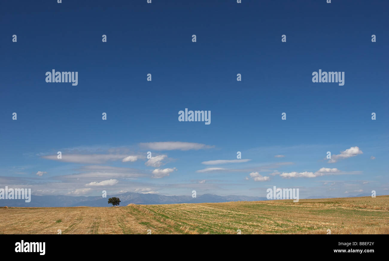 Lone Tree sulla collina di colore giallo con blue mountain e sfondo cielo Foto Stock