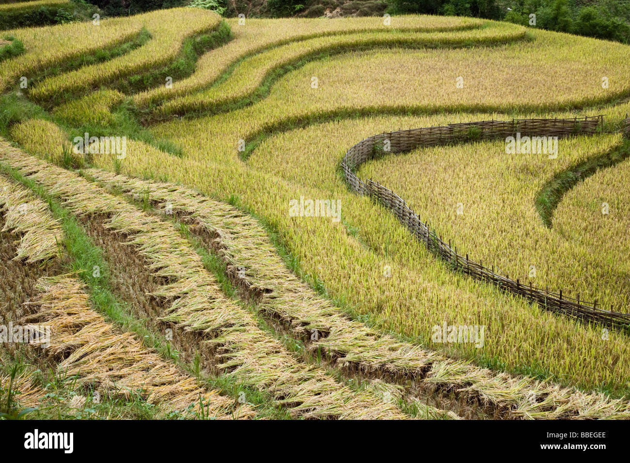 I campi di riso, Sa Pa, Lao Cai Provincia, Vietnam Foto Stock