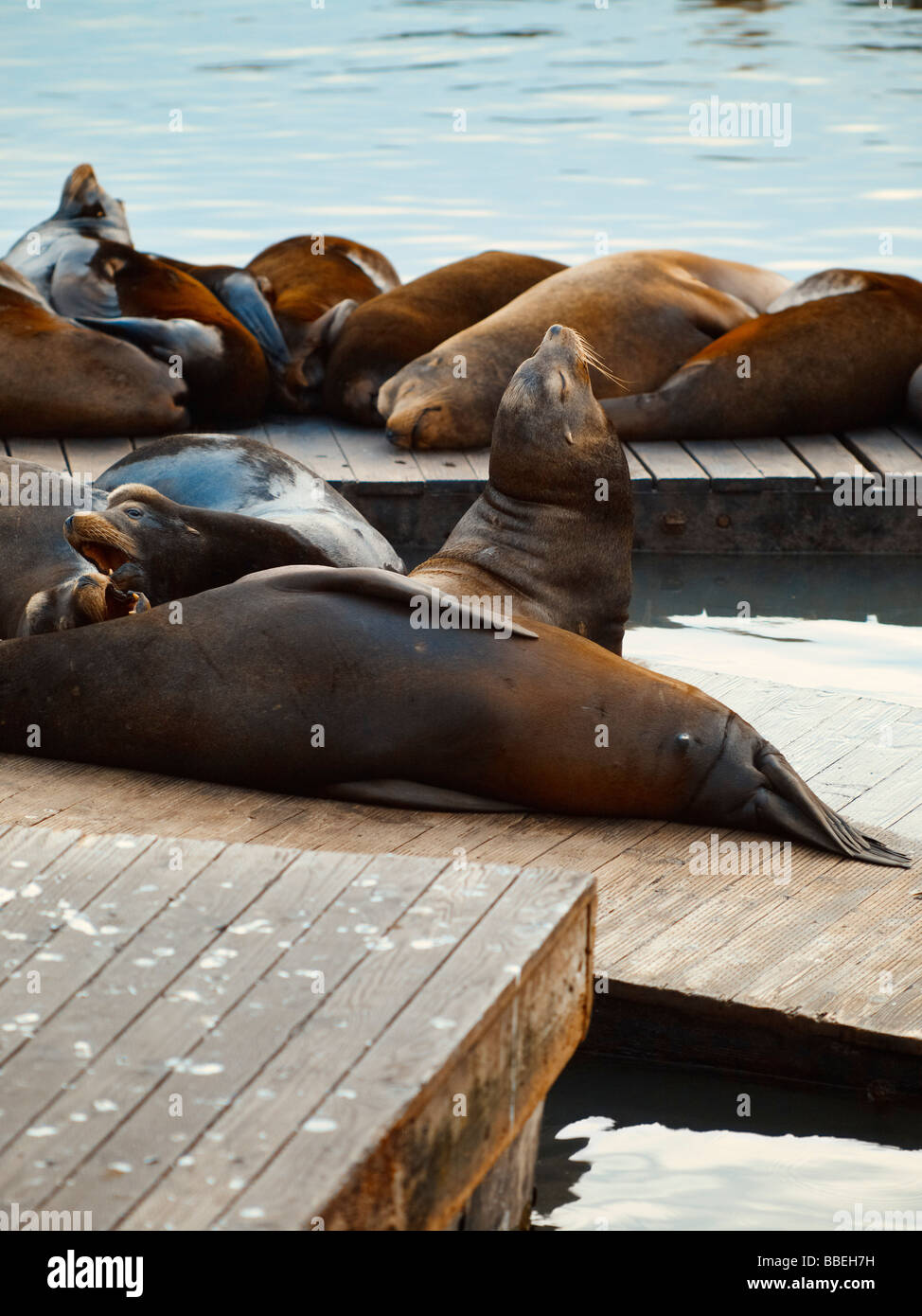 I leoni di mare sul Dock, San Francicso, CALIFORNIA, STATI UNITI D'AMERICA Foto Stock