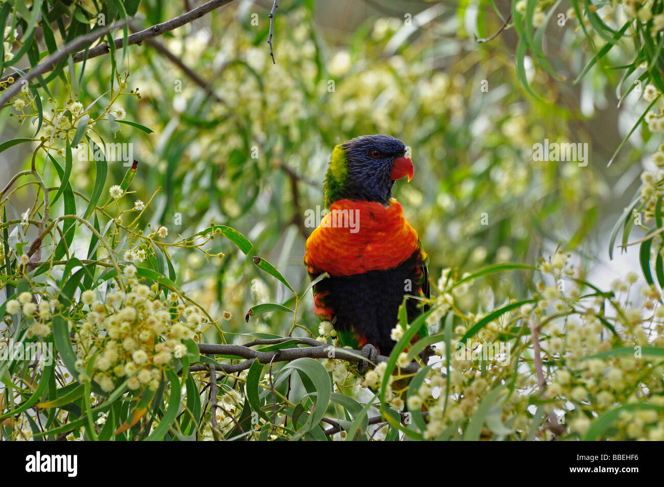 Rainbow Lorikeet, Yarra Bend Park, Melbourne, Victoria, Australia Foto Stock