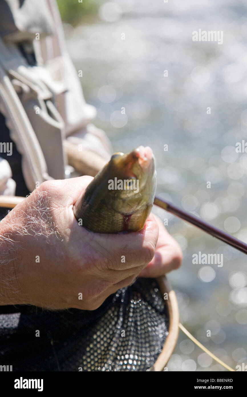 Trota di fiume catturati di Pesca a Mosca Report di Pesca su St. Joe River, Idaho. Foto Stock