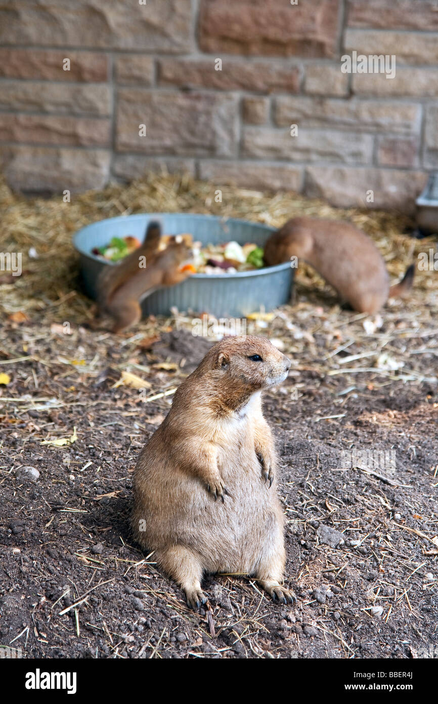 Chubby cane della prateria, Assiniboine Park Zoo, Winnipeg, Manitoba Foto Stock