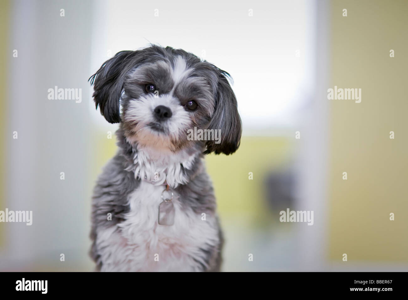 Ritratto di una femmina Shih Tzu cane Maltese Foto Stock