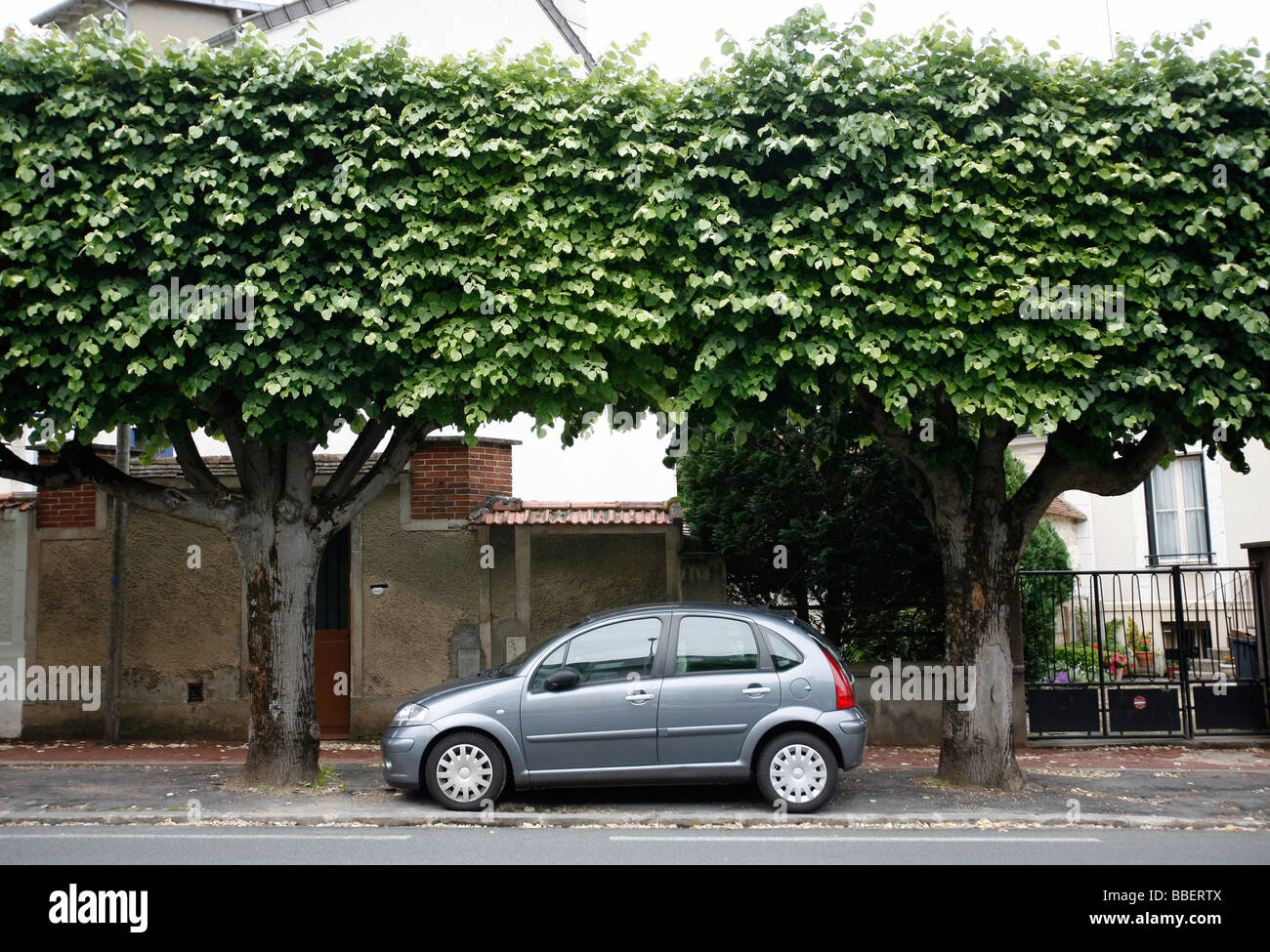 Macchina parcheggiata, strada alberata, Fontainebleau, Francia Foto Stock