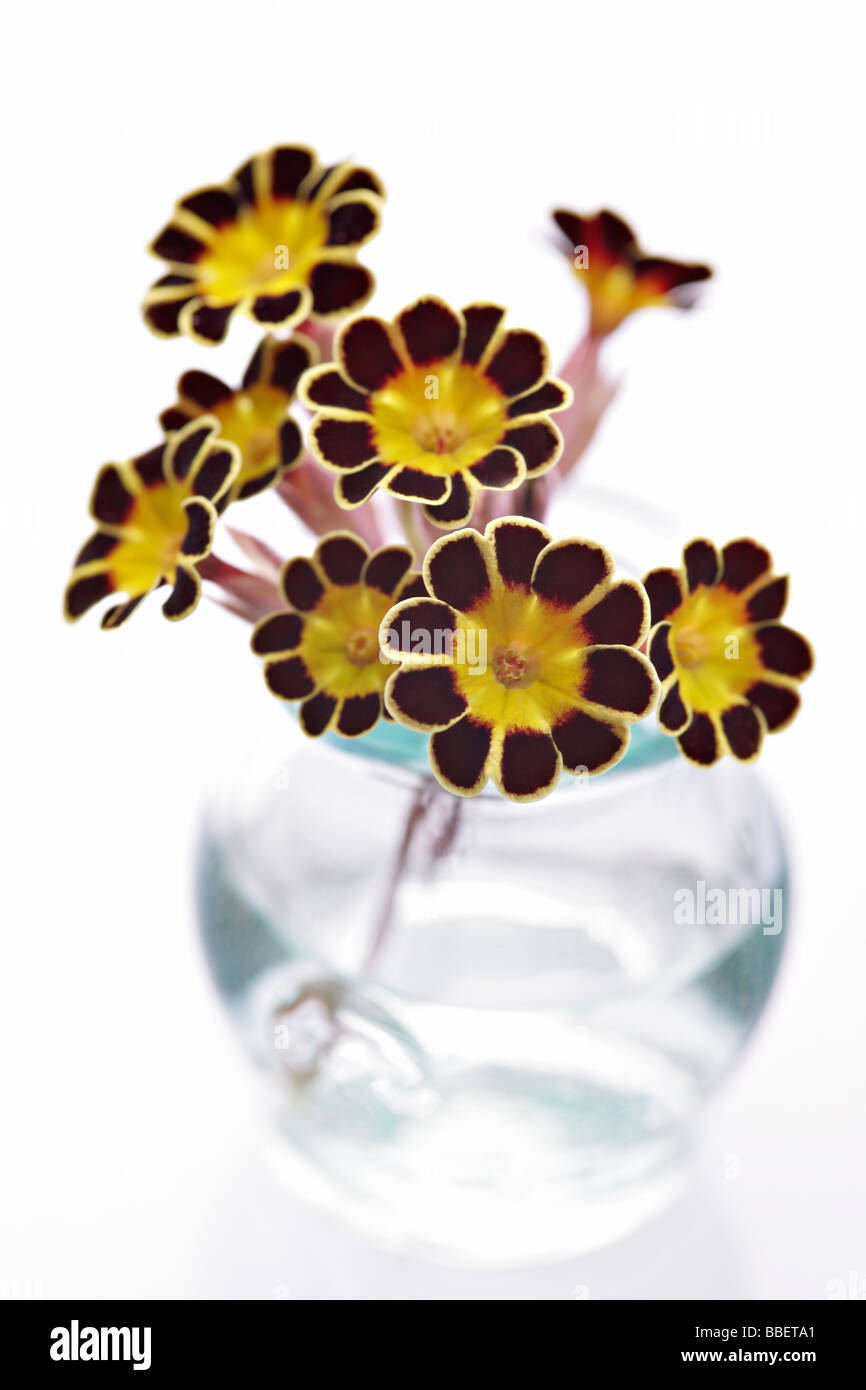 Primule nel vasetto di vetro Foto Stock