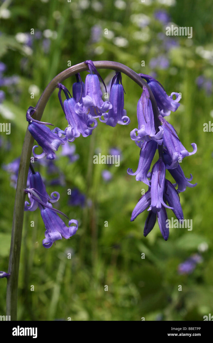 Common English Bluebell Hyacinthoides non scripta Foto Stock