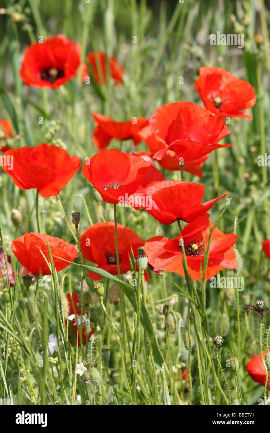 Campo di papavero Papaver rhoeas Foto Stock