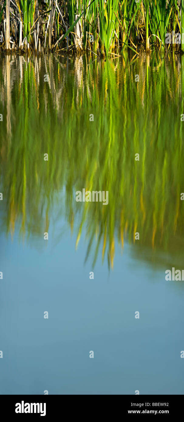 Reed tifa Typha latifolia comune mirroring specchio di acqua di stagno riflessione riflesso blu verde erba superficie watersurface lunga Foto Stock