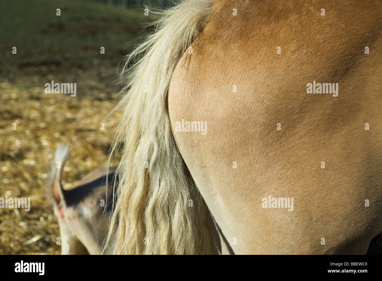 Del Cavallo estremità posteriore e le luci di coda, vista laterale Foto Stock