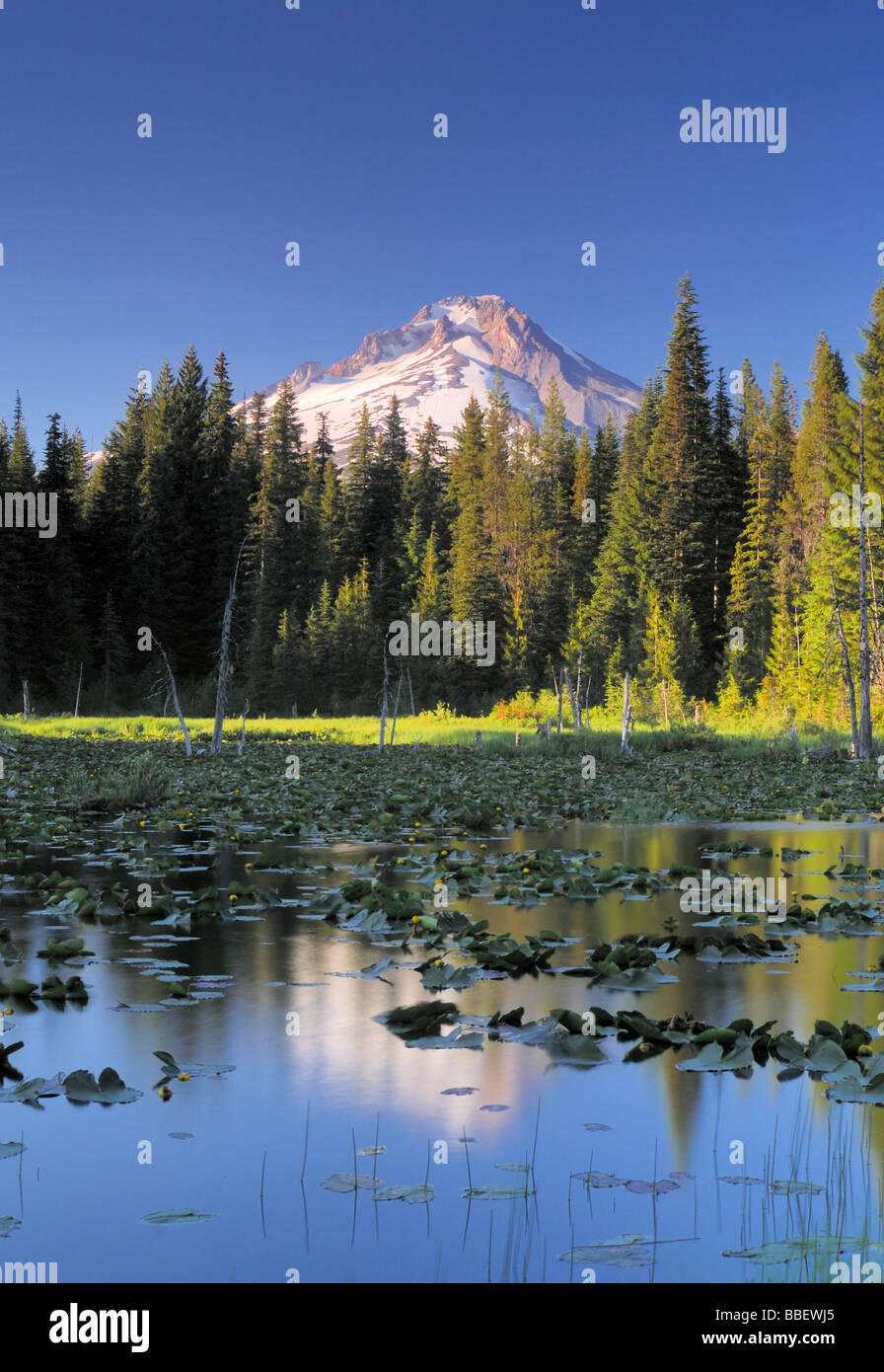 Montare il cofano si riflette in Trillium Lago con ninfee in primo piano, Oregon Foto Stock