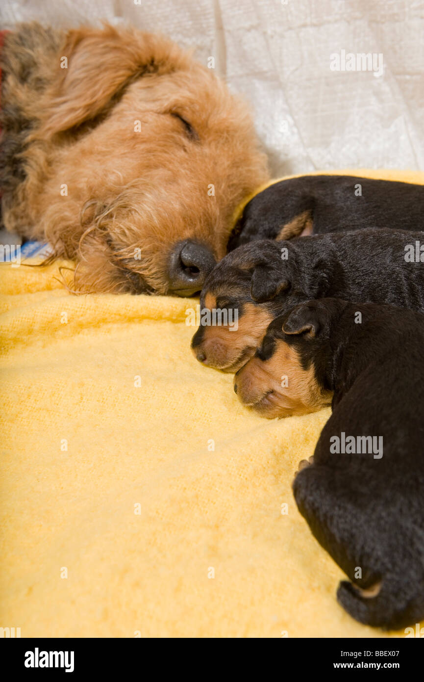 Airedale cuccioli con la madre Foto Stock