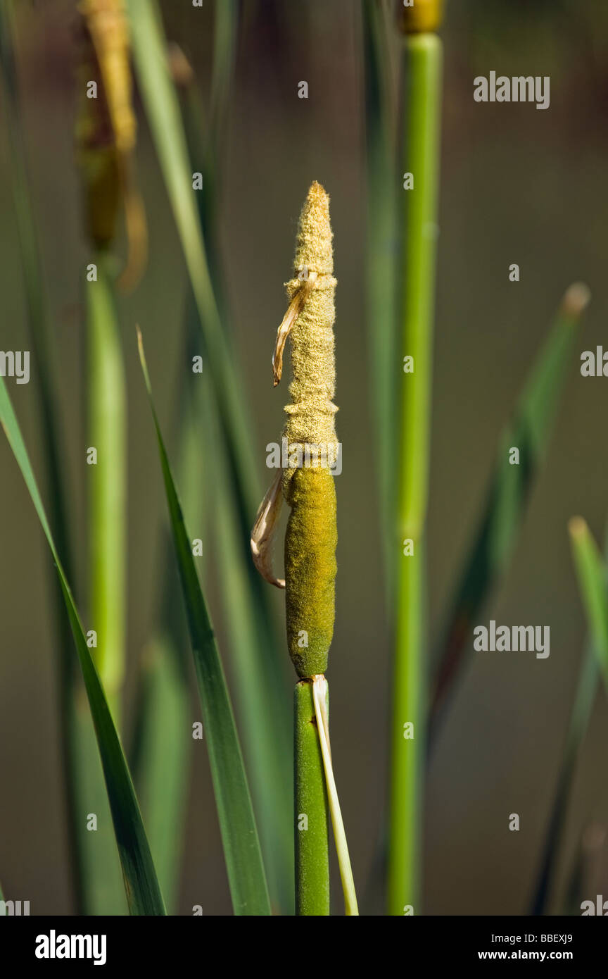 Fioritura reed tifa Typha latifolia comune il polline dei fiori lago semi stagno maschio femmina giallo verde primavera primavera wate Foto Stock