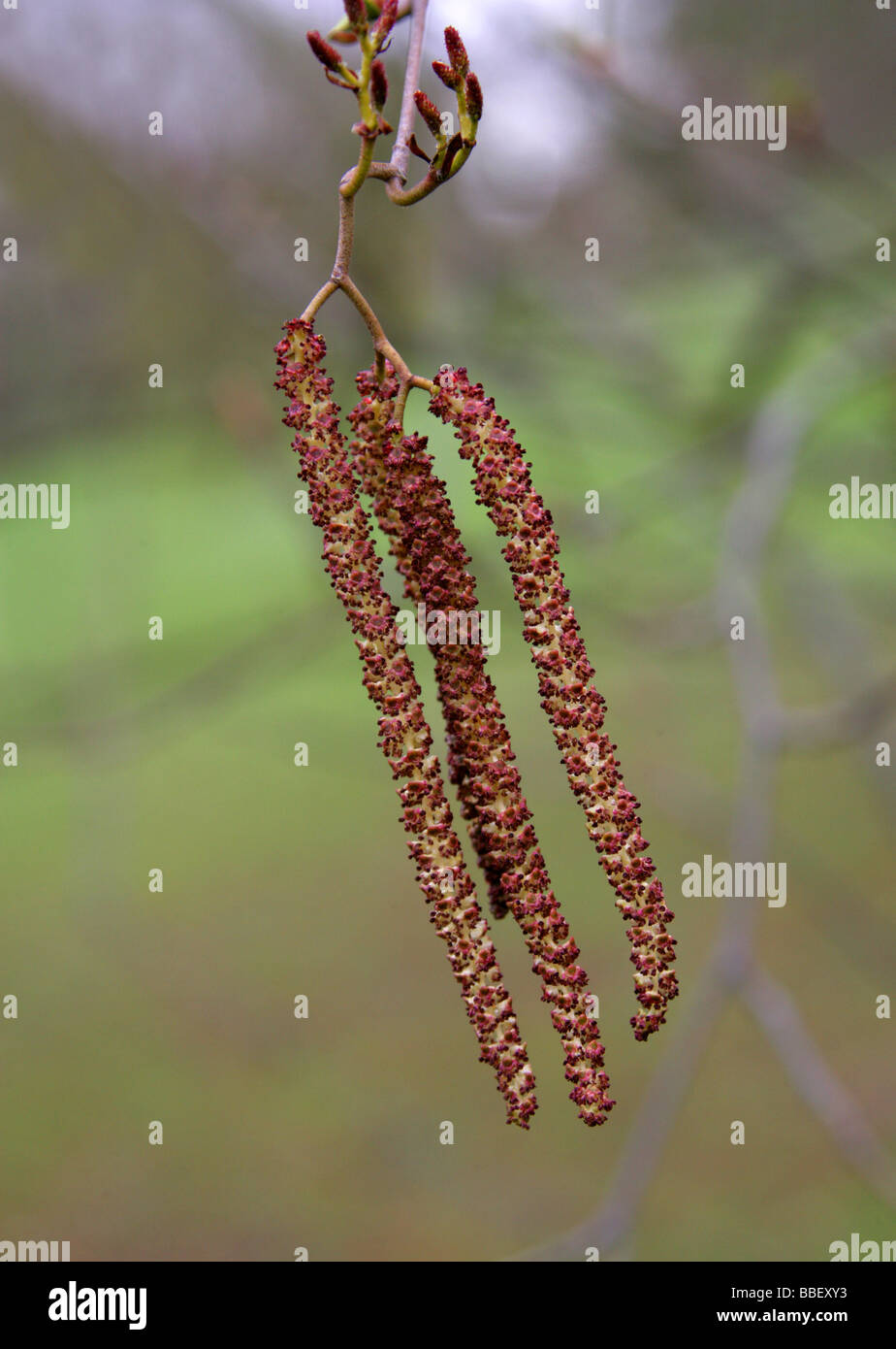 Red Alder amenti, Alnus Rubra, Betulaceae, Northwest USA, West Canada, America del Nord Foto Stock