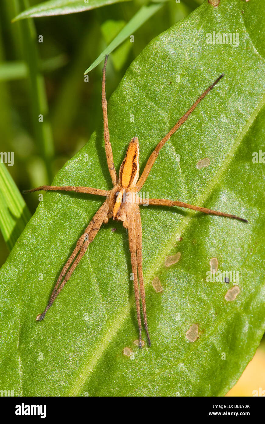 Vivaio spider web (Pisaura mirabilis) Foto Stock